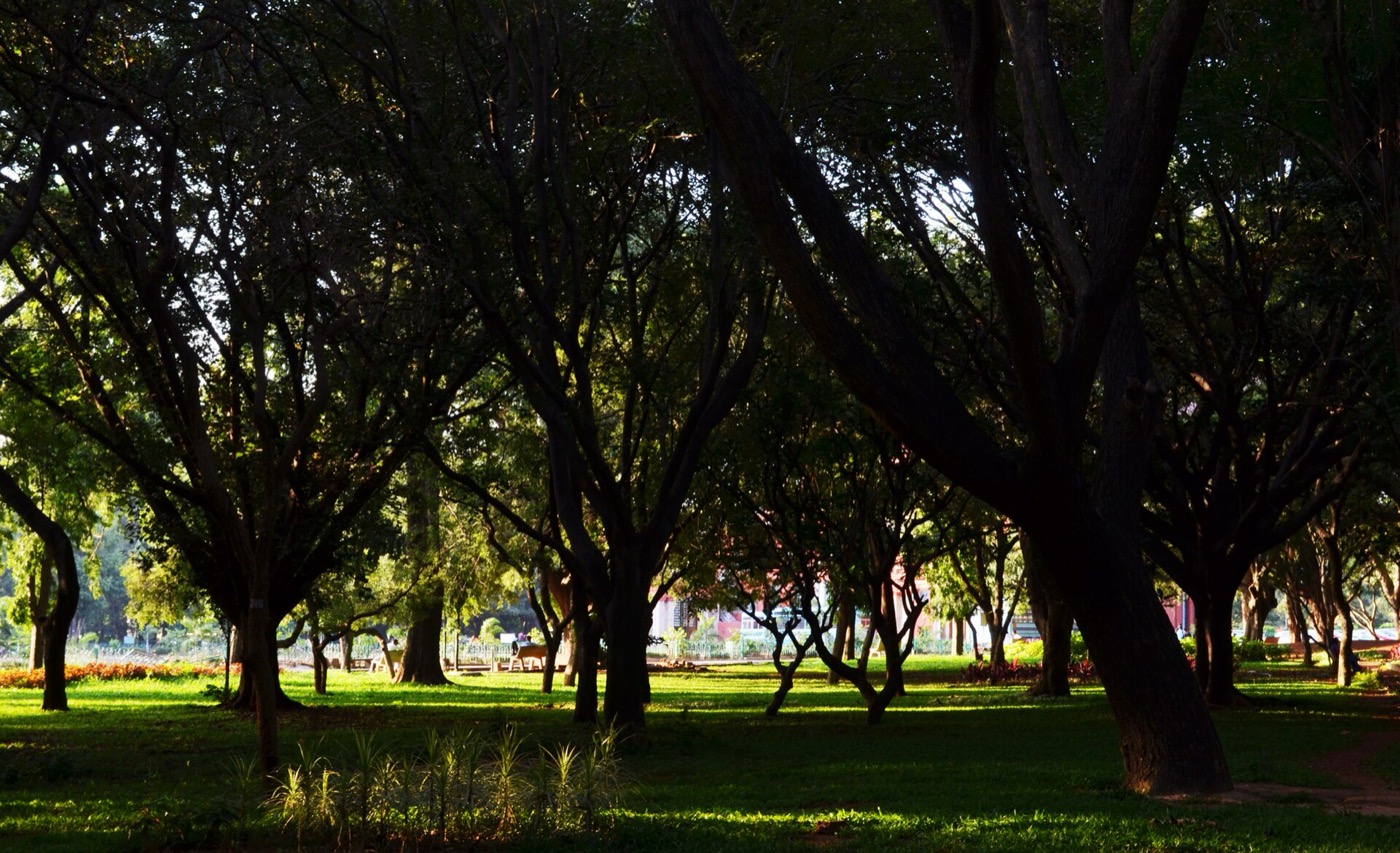 Tree-lined view inside Cubbon Park in Bengaluru