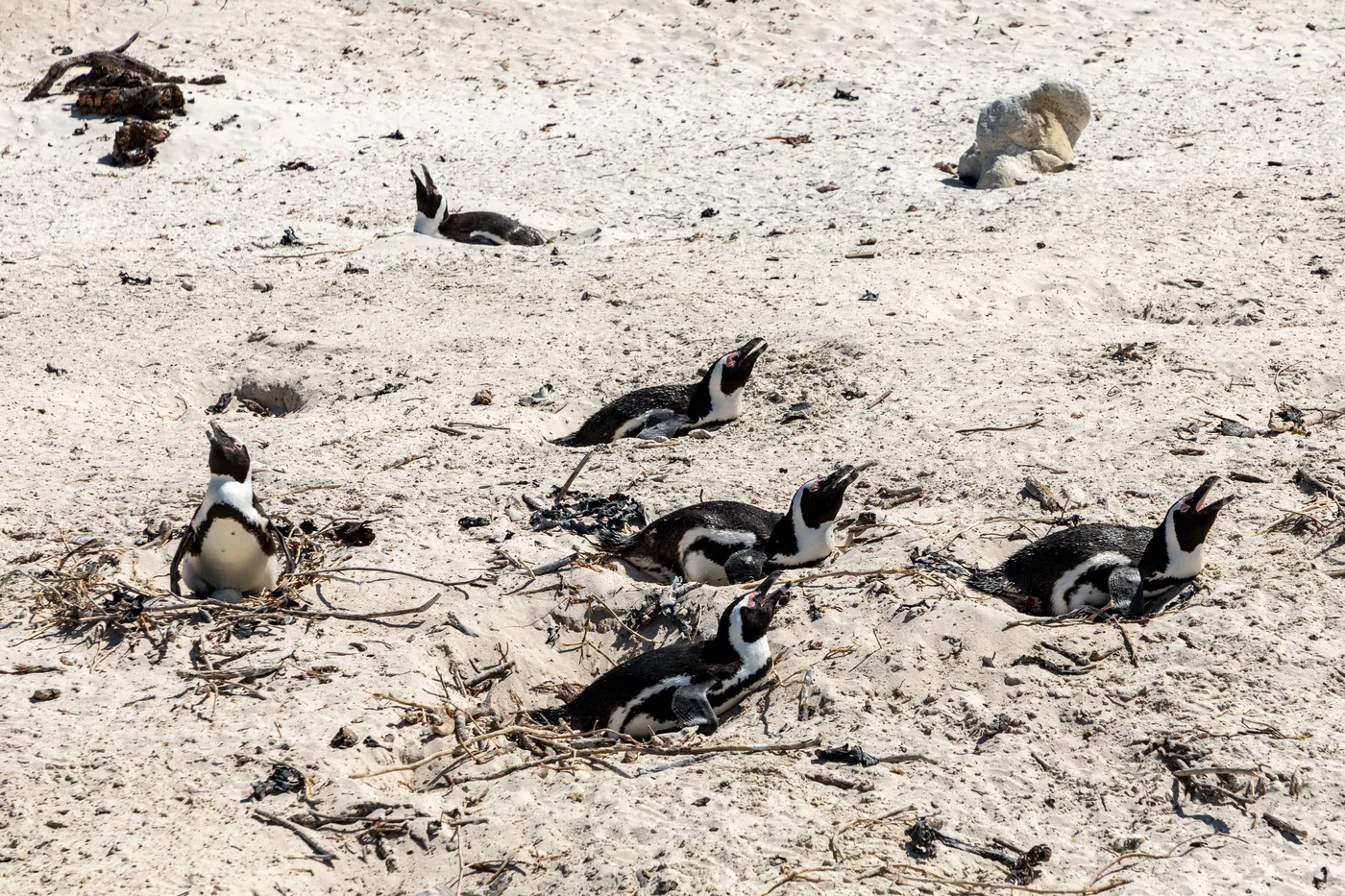 African penguins at the Boulders Beach colony near Cape Town